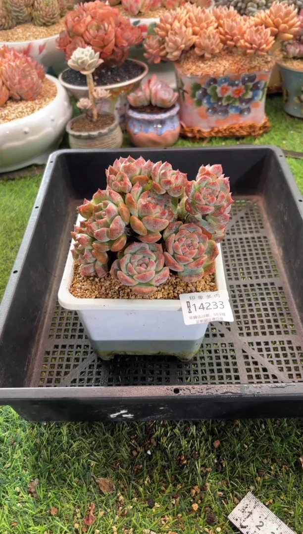 【闪购商品】14233