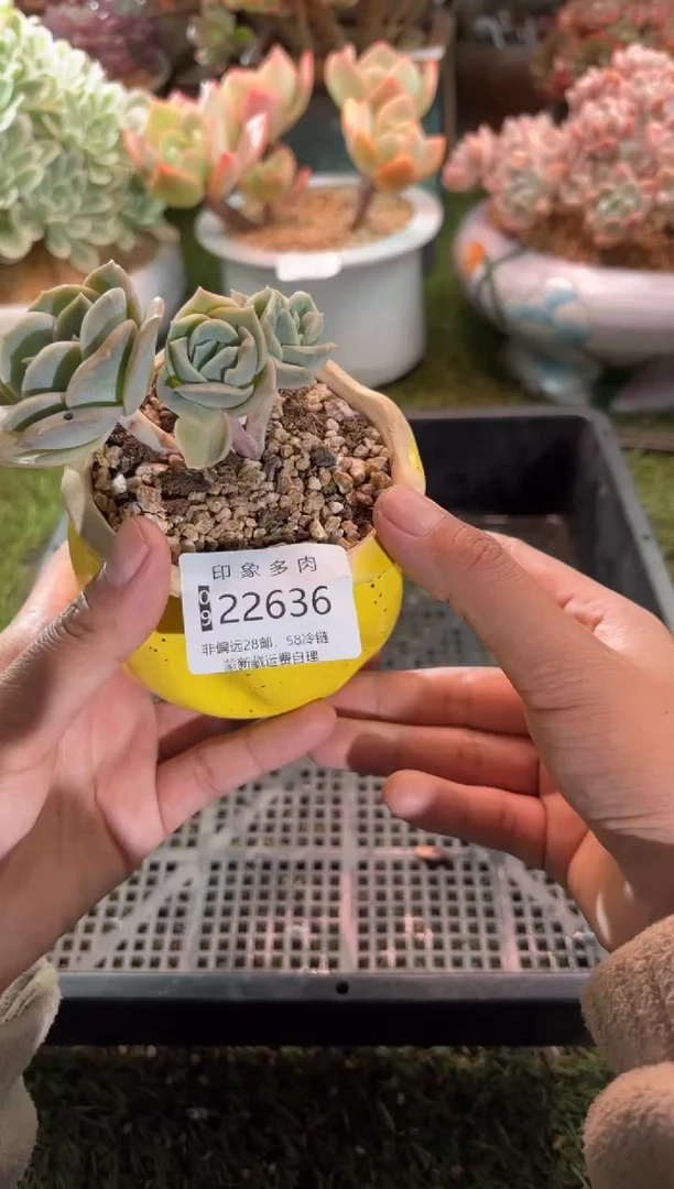 【闪购商品】22636