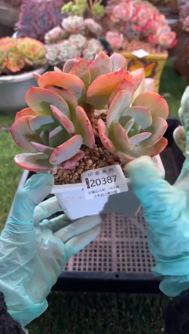 【闪购商品】20387