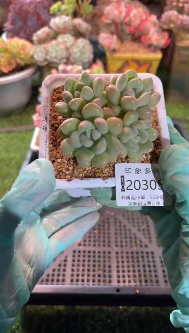 【闪购商品】20305