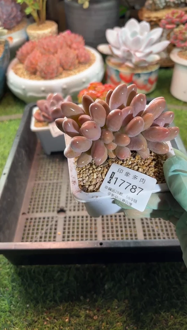 【闪购商品】17787