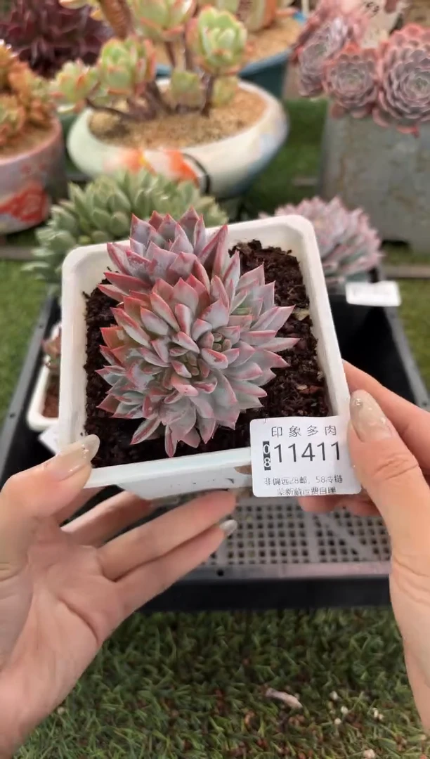 【闪购商品】11411