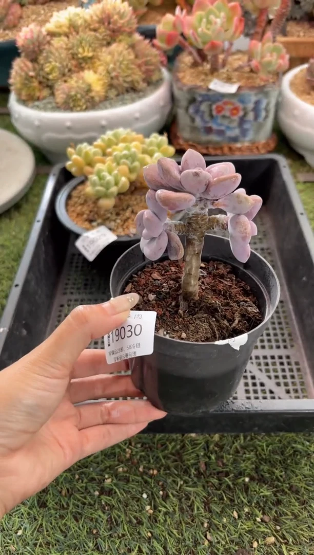 【闪购商品】19030