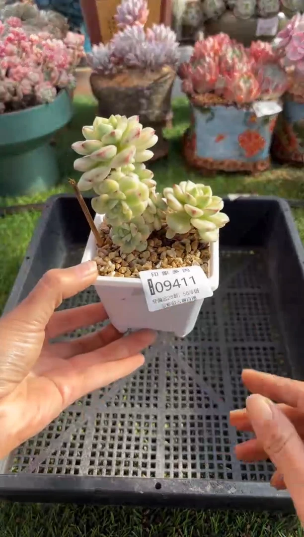 【闪购商品】09411