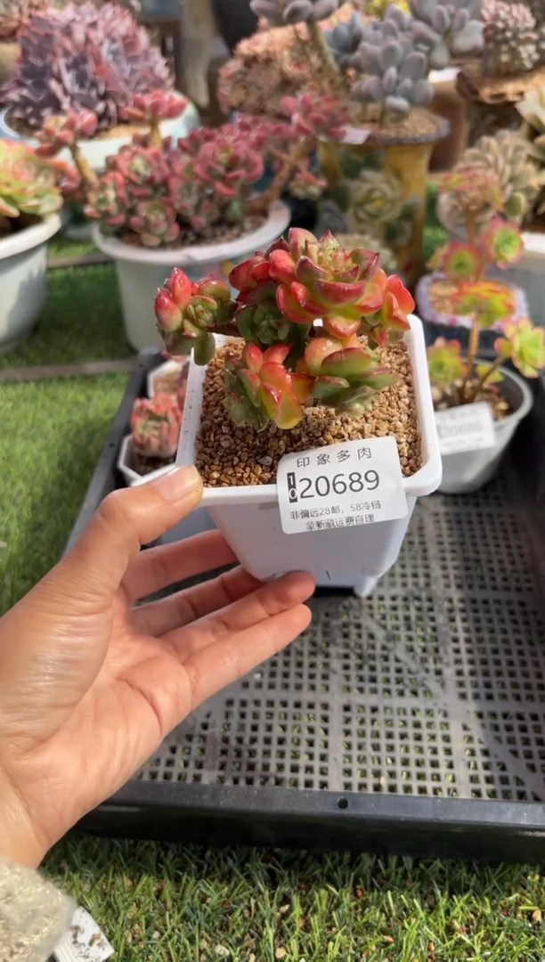 【闪购商品】20689