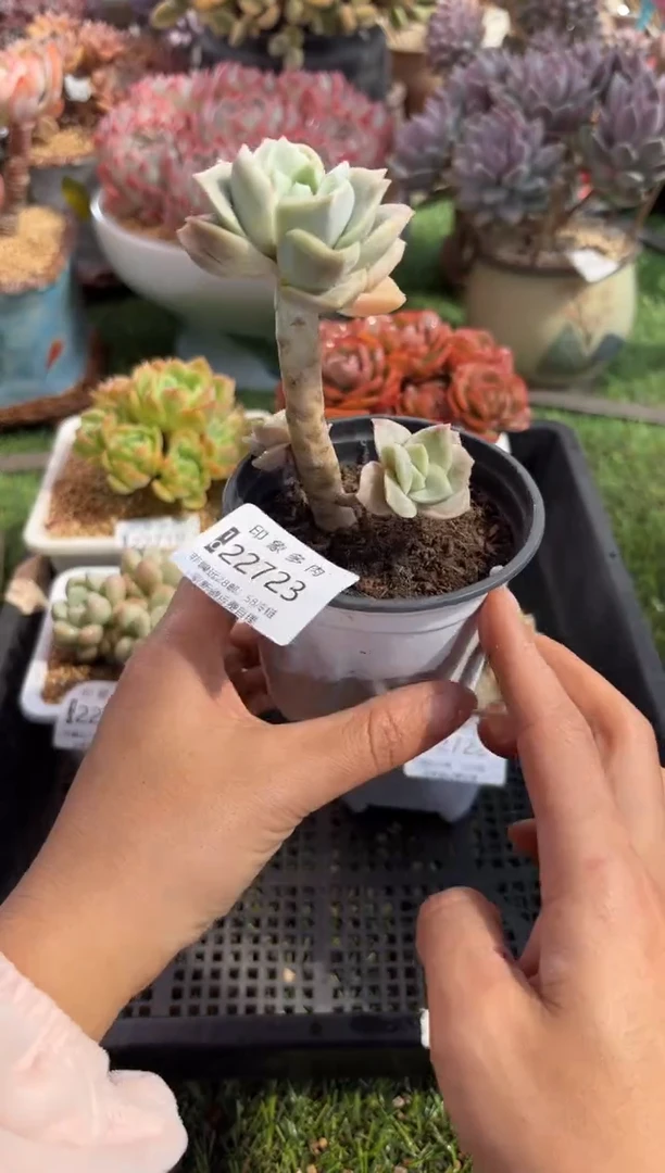 【闪购商品】22723