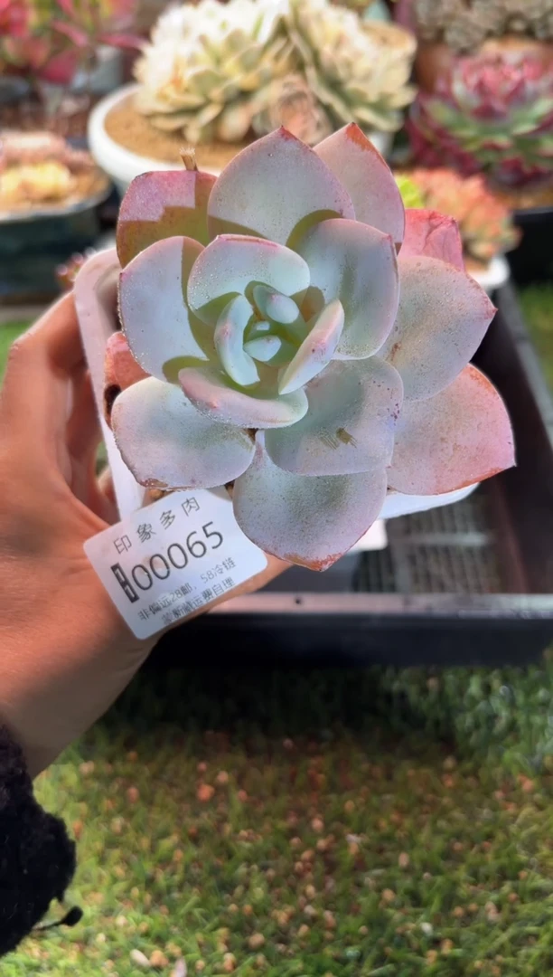 【闪购商品】00065