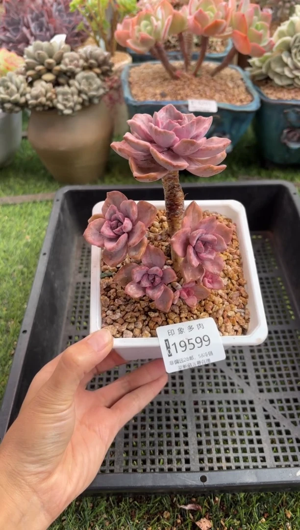 【闪购商品】19599