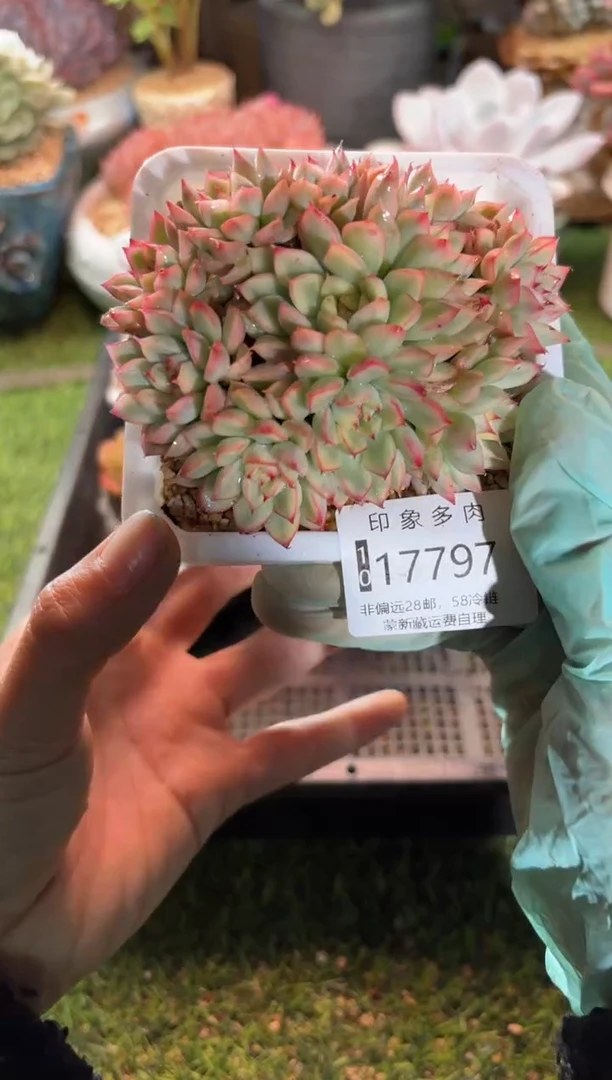 【闪购商品】17797