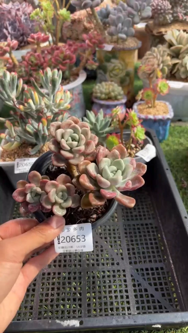 【闪购商品】20653