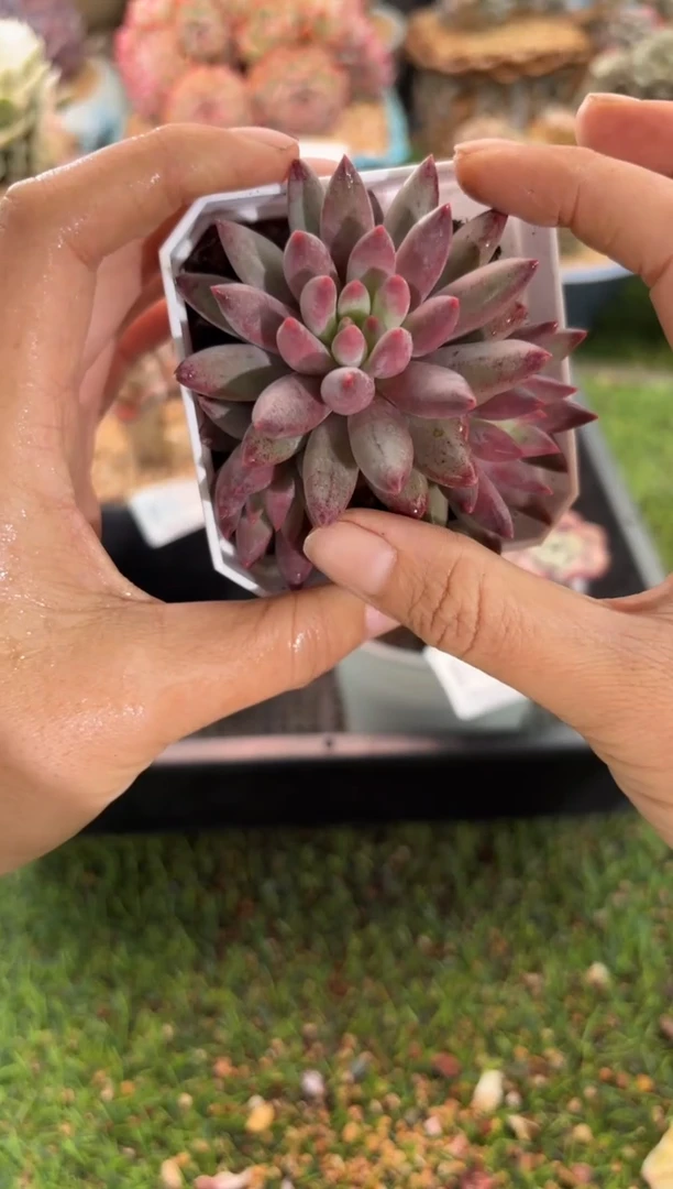 【闪购商品】15344