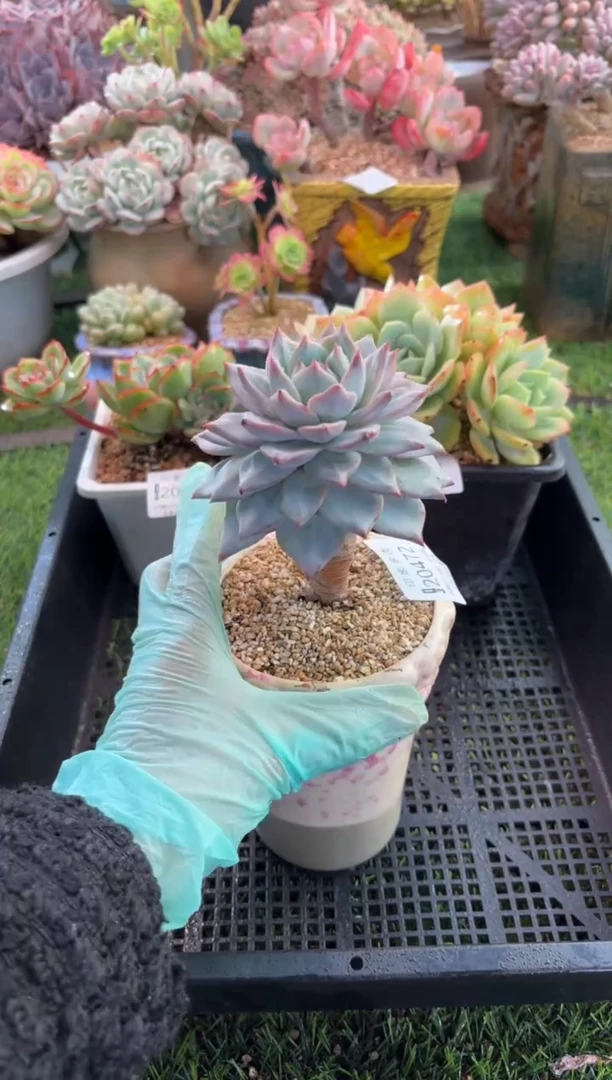 【闪购商品】20472