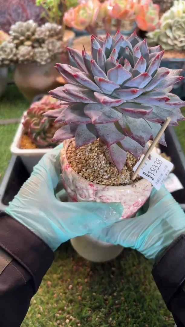 【闪购商品】19338