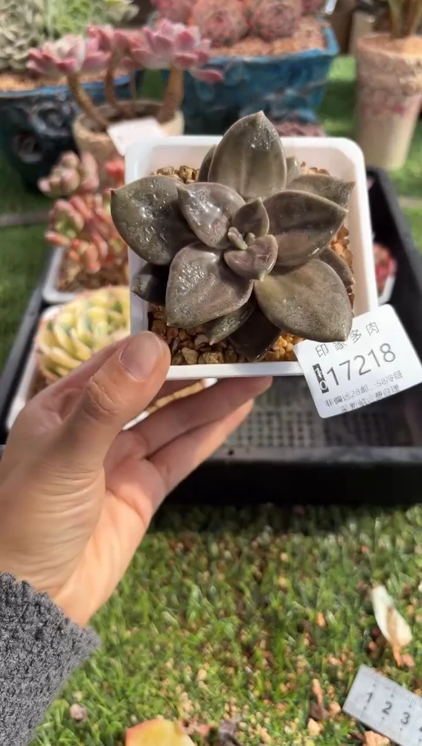 【闪购商品】17218