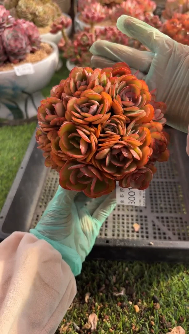 【闪购商品】13001