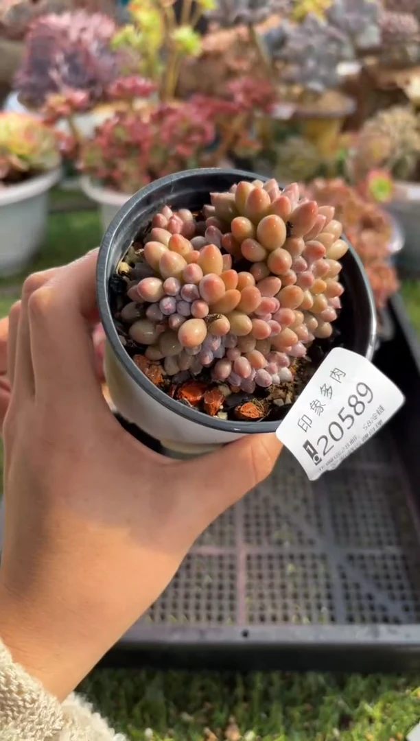 【闪购商品】20589