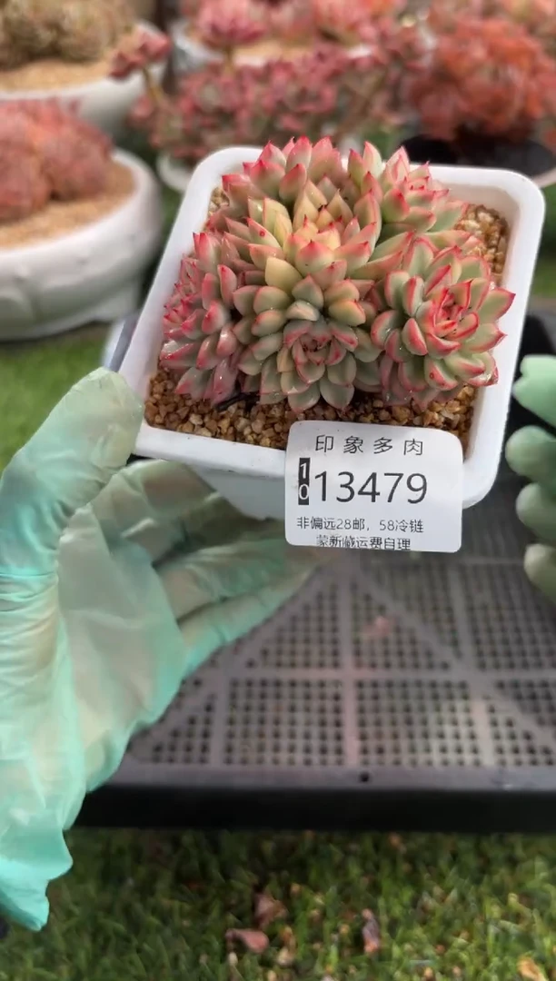 【闪购商品】13479