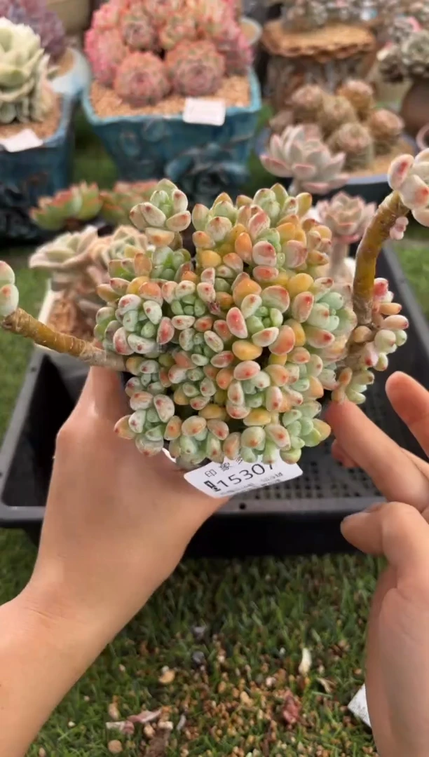 【闪购商品】15307