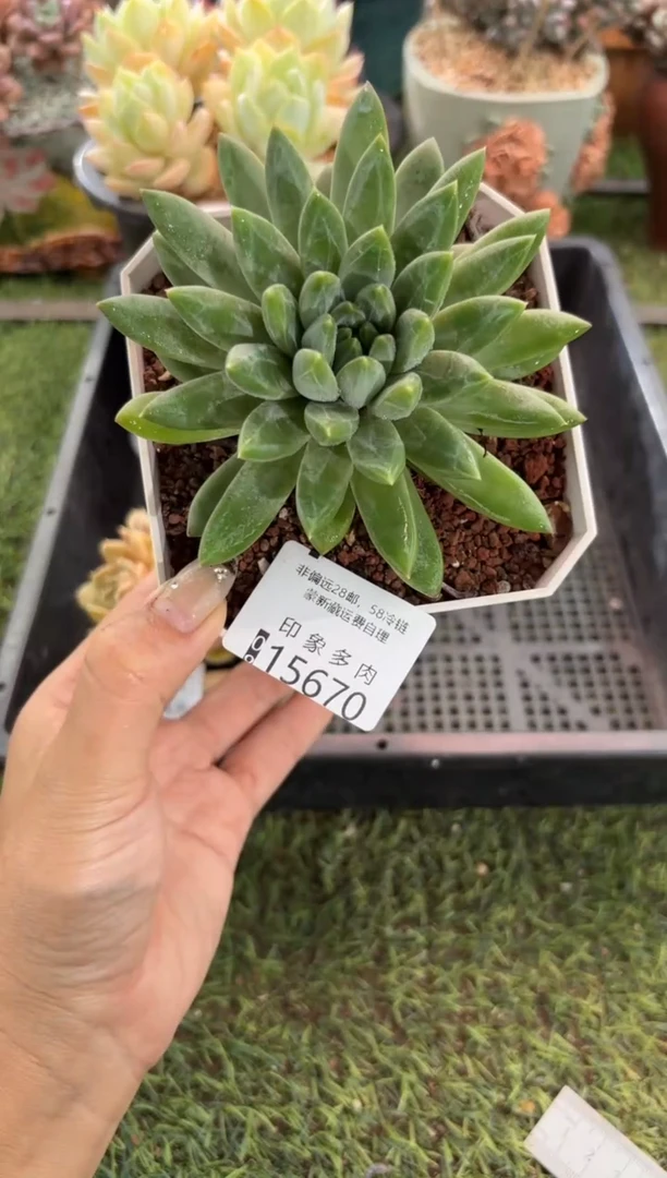 【闪购商品】15670