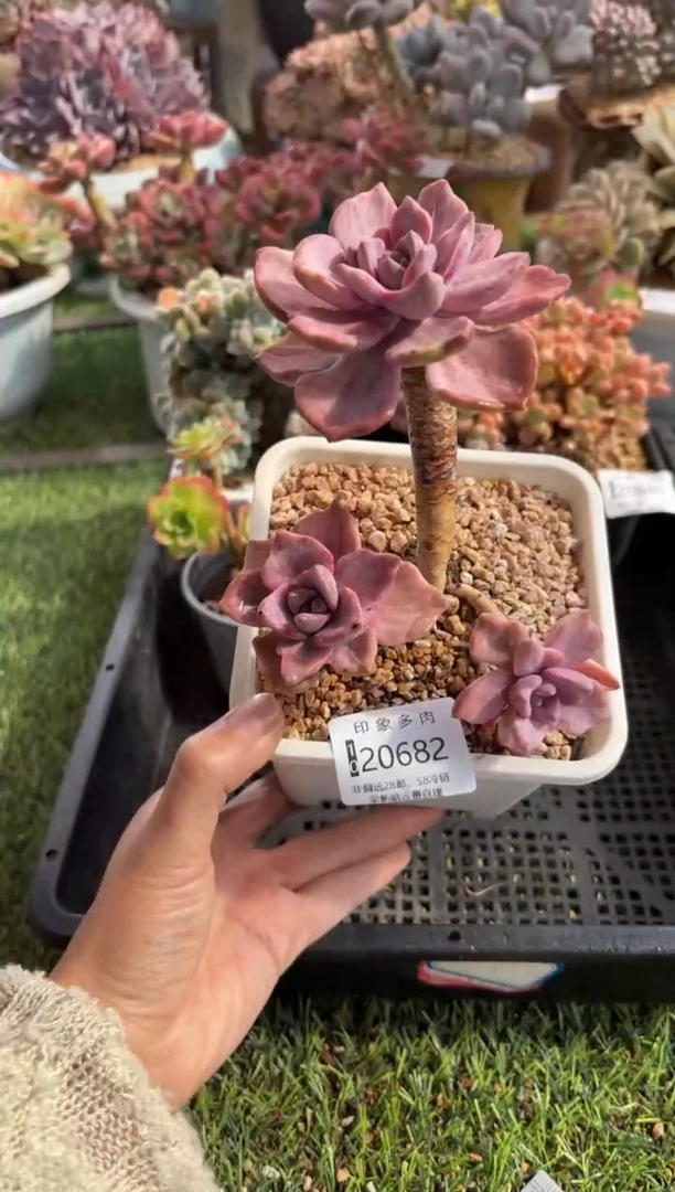 【闪购商品】20682