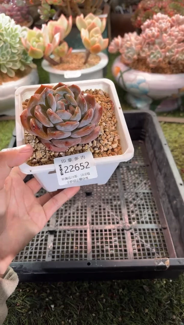 【闪购商品】22652