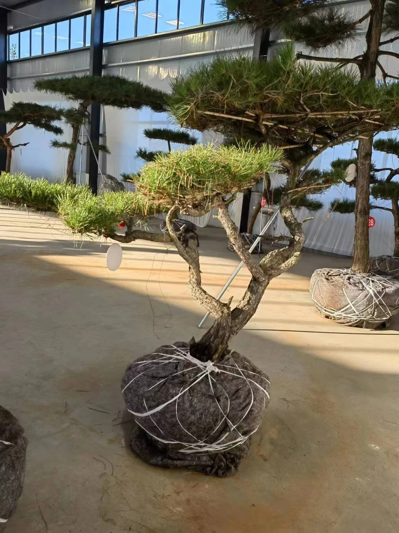 庭院别墅大型观赏松 黑松 油松 景观松 赤松 迎客松