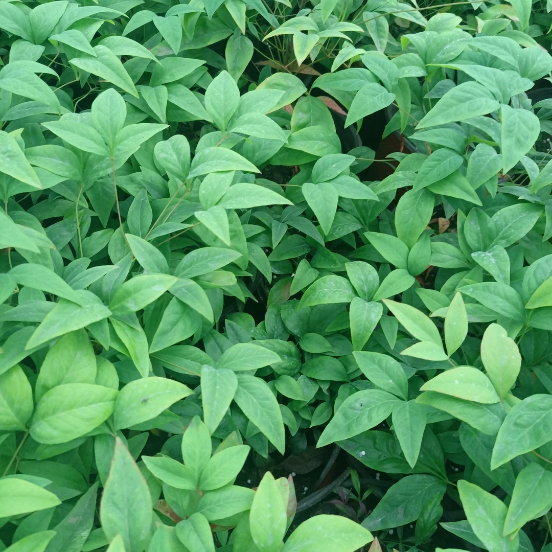 火焰南天竹吉祥喜庆耐热耐寒四季不落叶年肖花