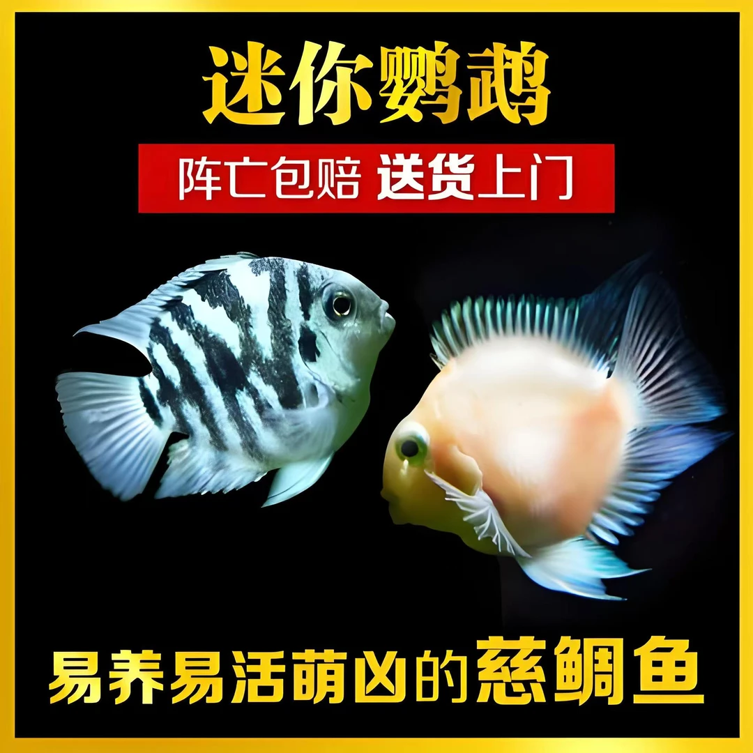 迷你鹦鹉胭脂白金宝蓝种鱼大体、圆体、缩尾