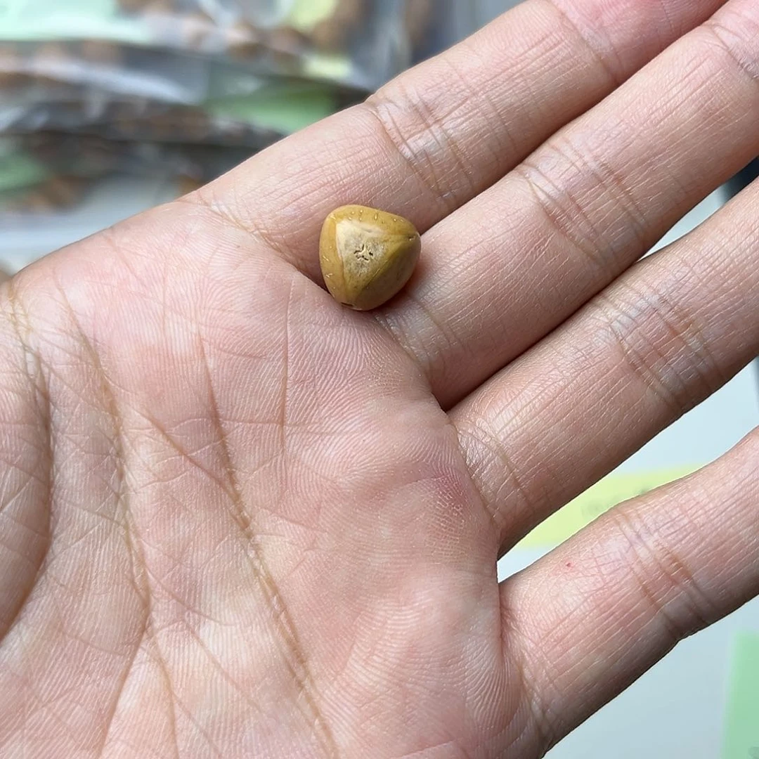 凤眼菩提手串S***哥龙塔