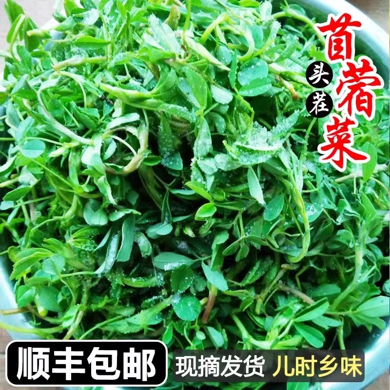 陕西头茬新鲜苜蓿菜2/3/4斤现摘蔬菜当季农家食用野菜苜蓿芽草