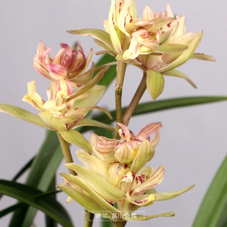 建兰-富山奇蝶 兰花 国兰 奇花浓香型名品兰花