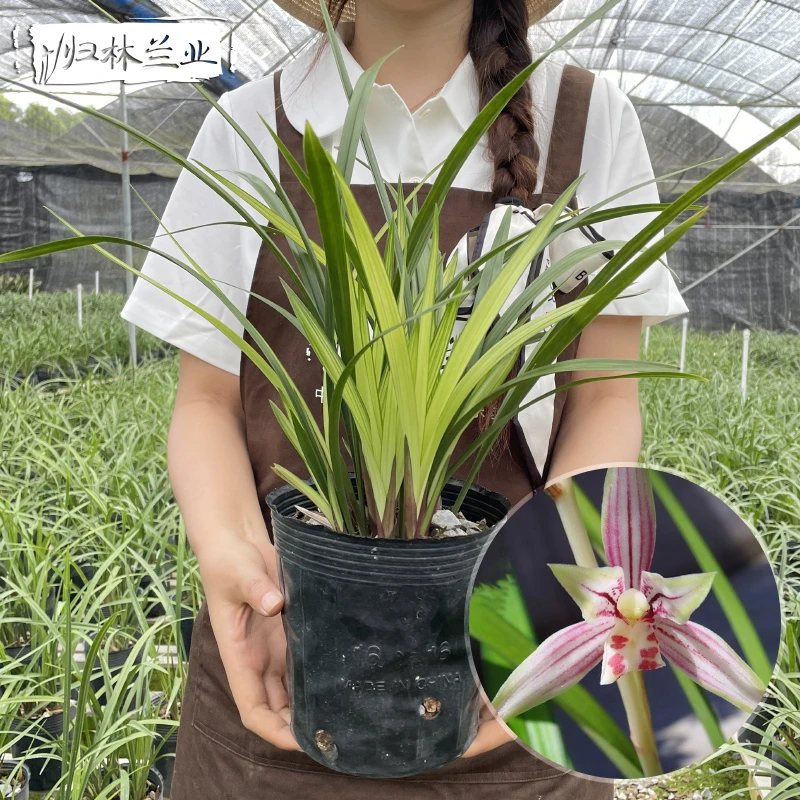 建兰-绿鸟嘴 兰花 国兰 四季兰（夏秋季花期）
