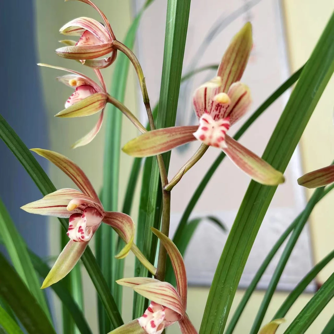 建兰-九桃红 兰花 国兰 四季兰（夏秋季节花期）