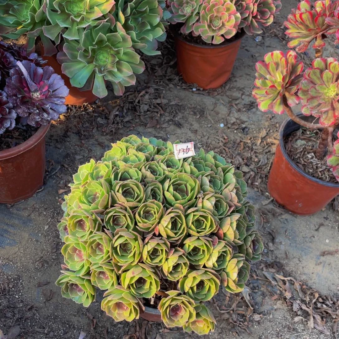 136鲜花老桩万圣节老桩