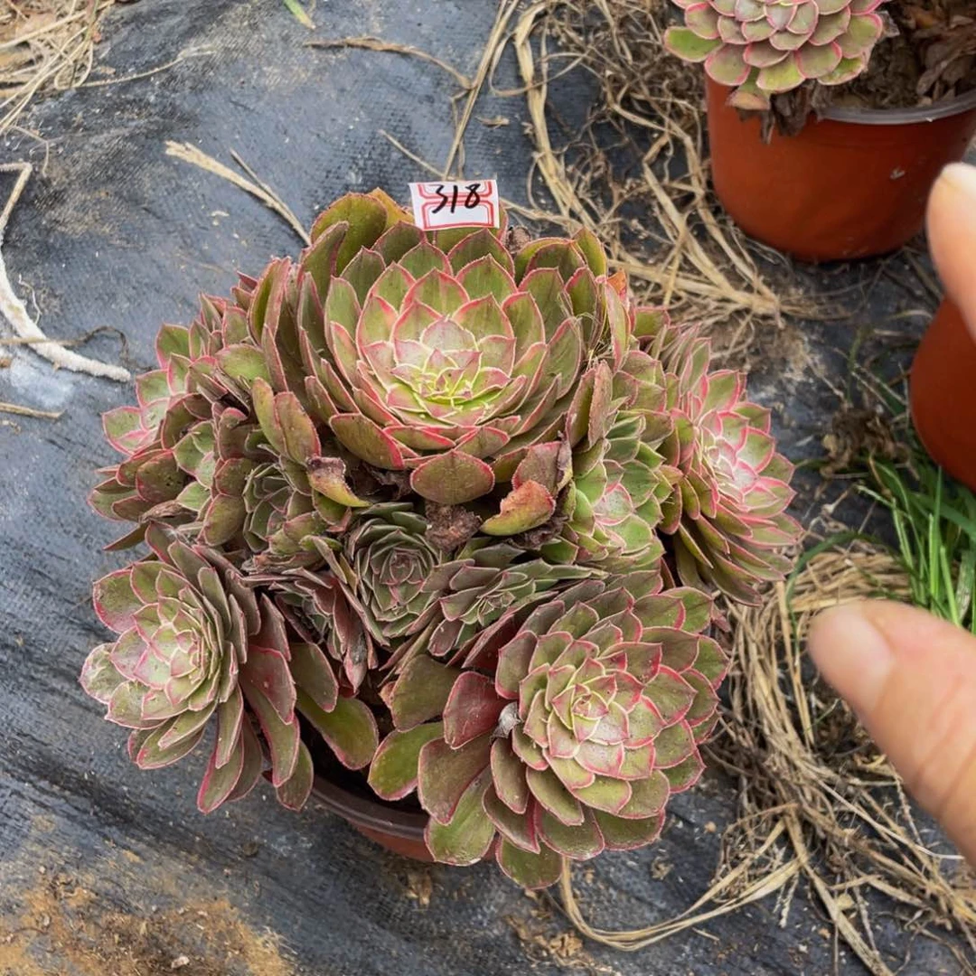 318鲜花老桩莲花座