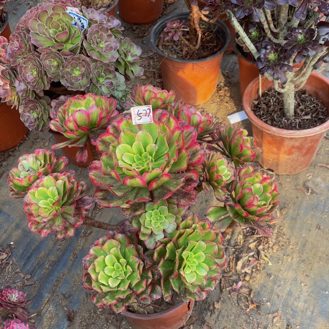 星***空577鲜花老桩飘枝蓝狐