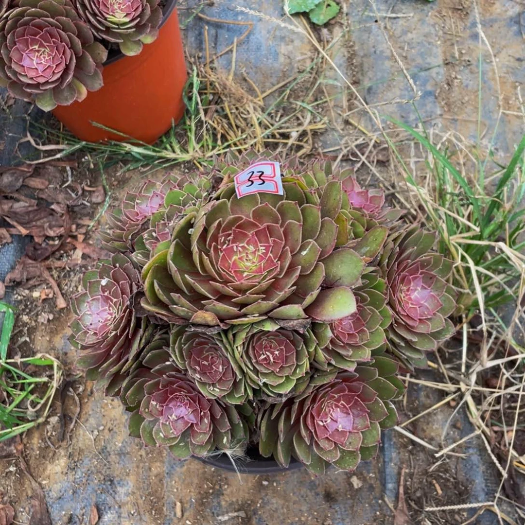 33鲜花老桩红黁鲜花