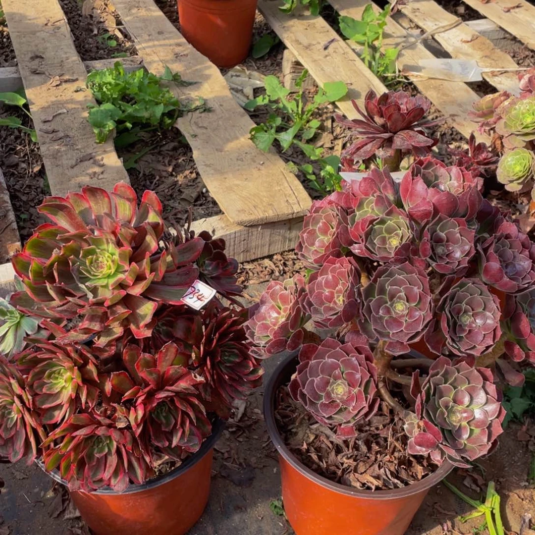 春**开734鲜花老桩一对不包断枝有微瑕