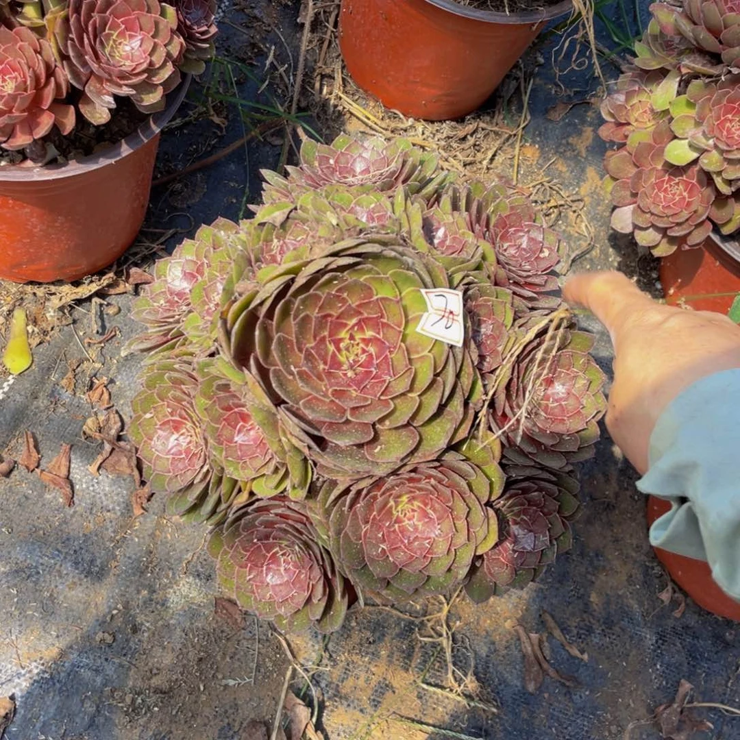 70鲜花老桩红黁鲜花