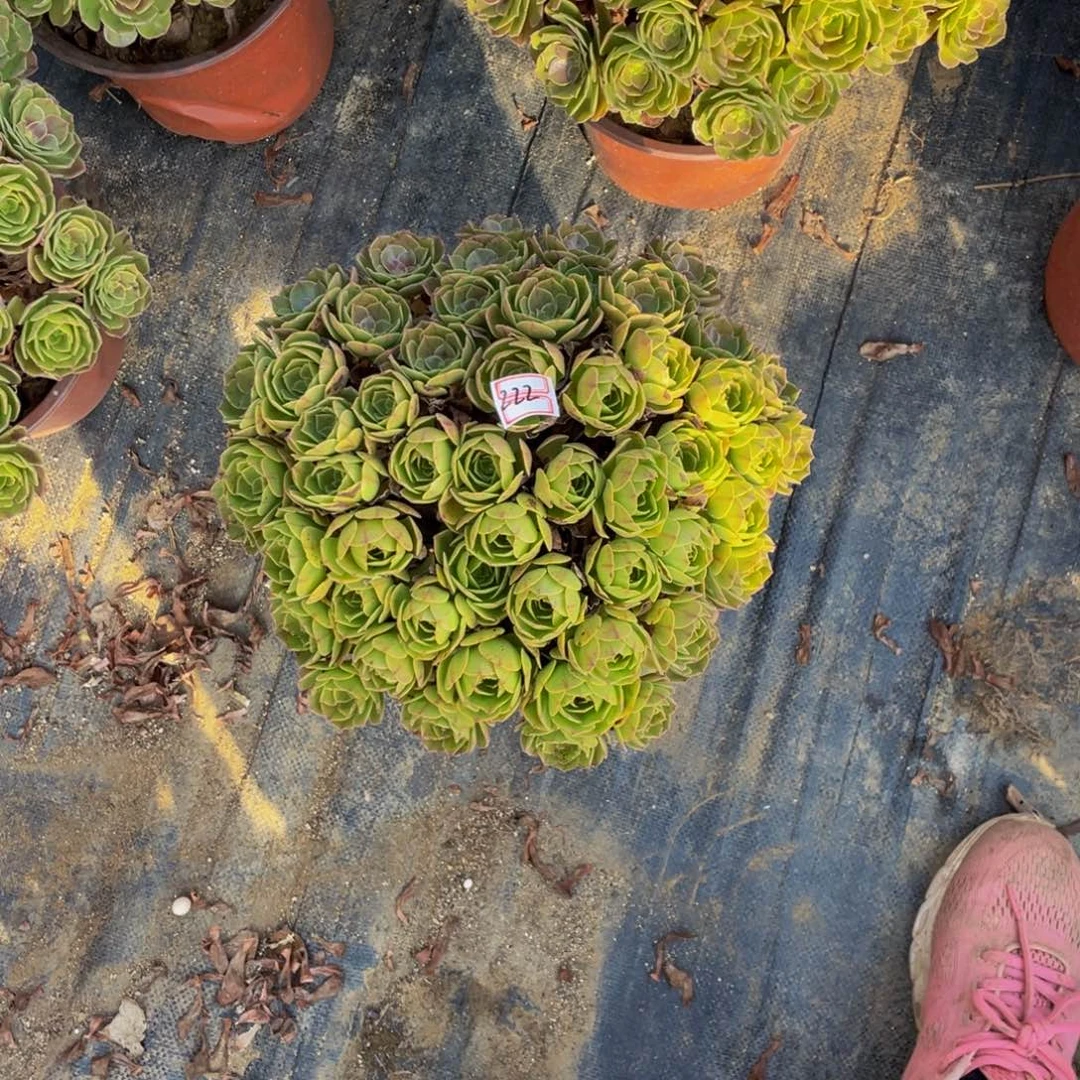 梅*22鲜花老桩万圣节老桩