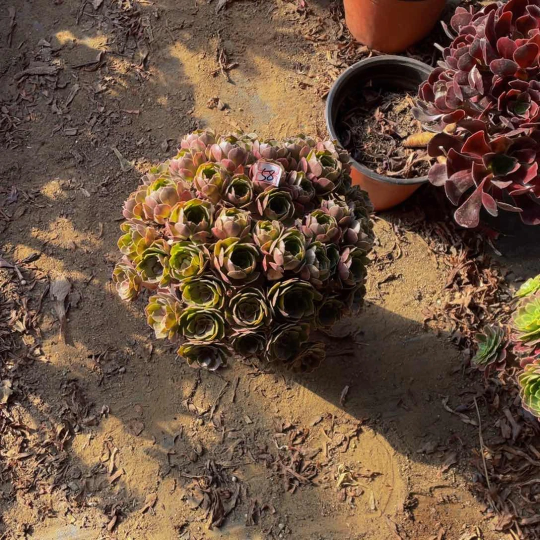 58鲜花老桩万圣节