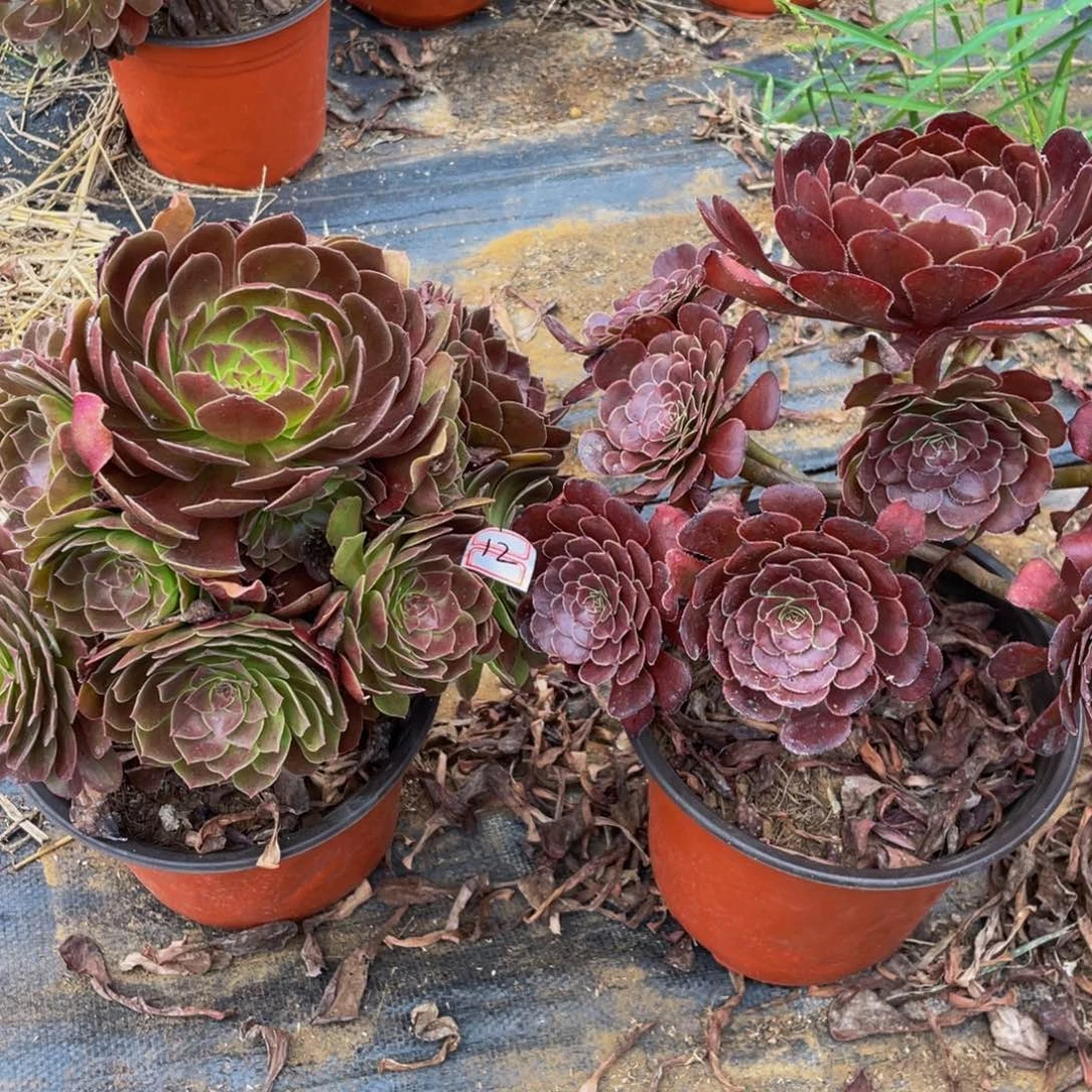 人**我12鲜花老桩一对不包断枝