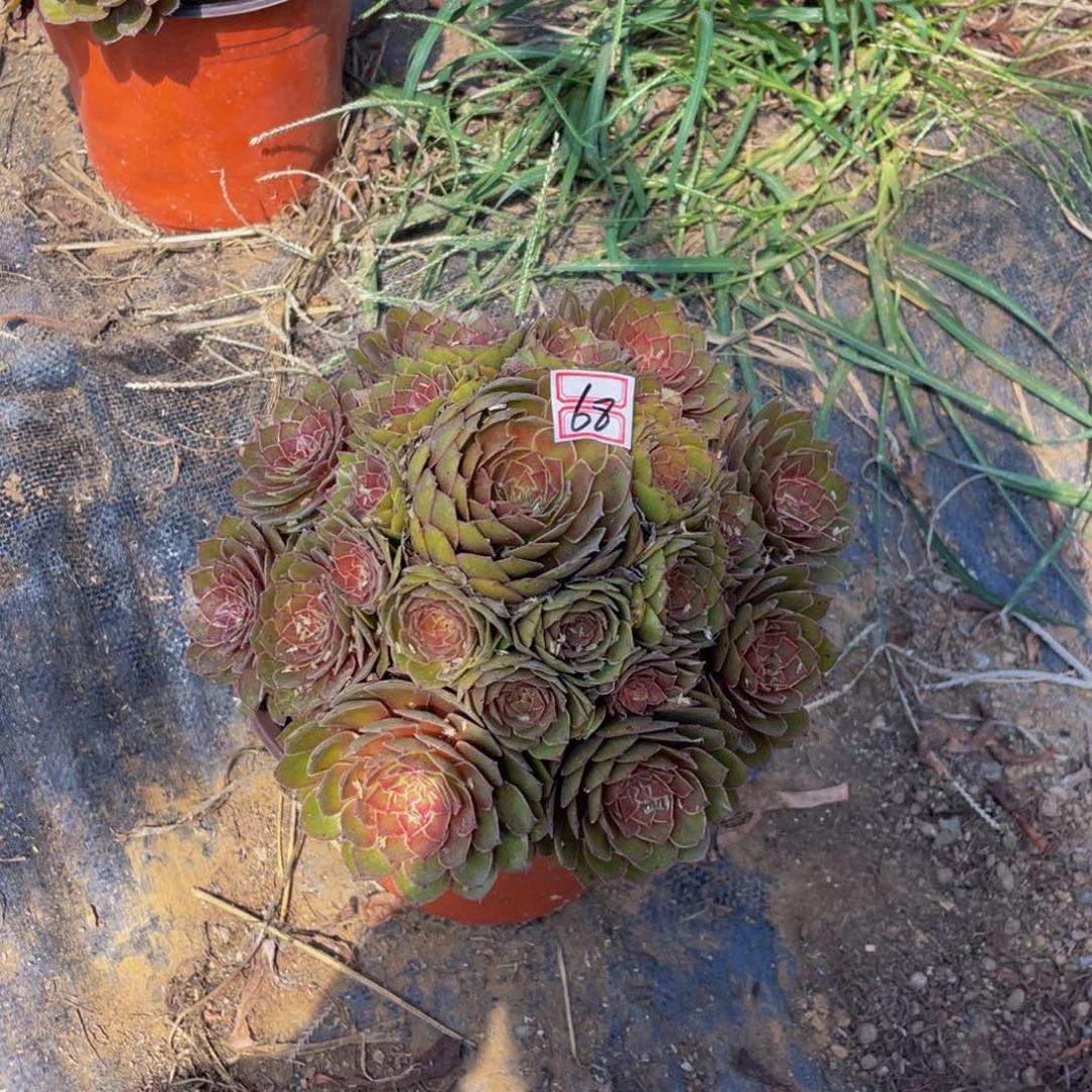 记*68鲜花老桩红黁鲜花