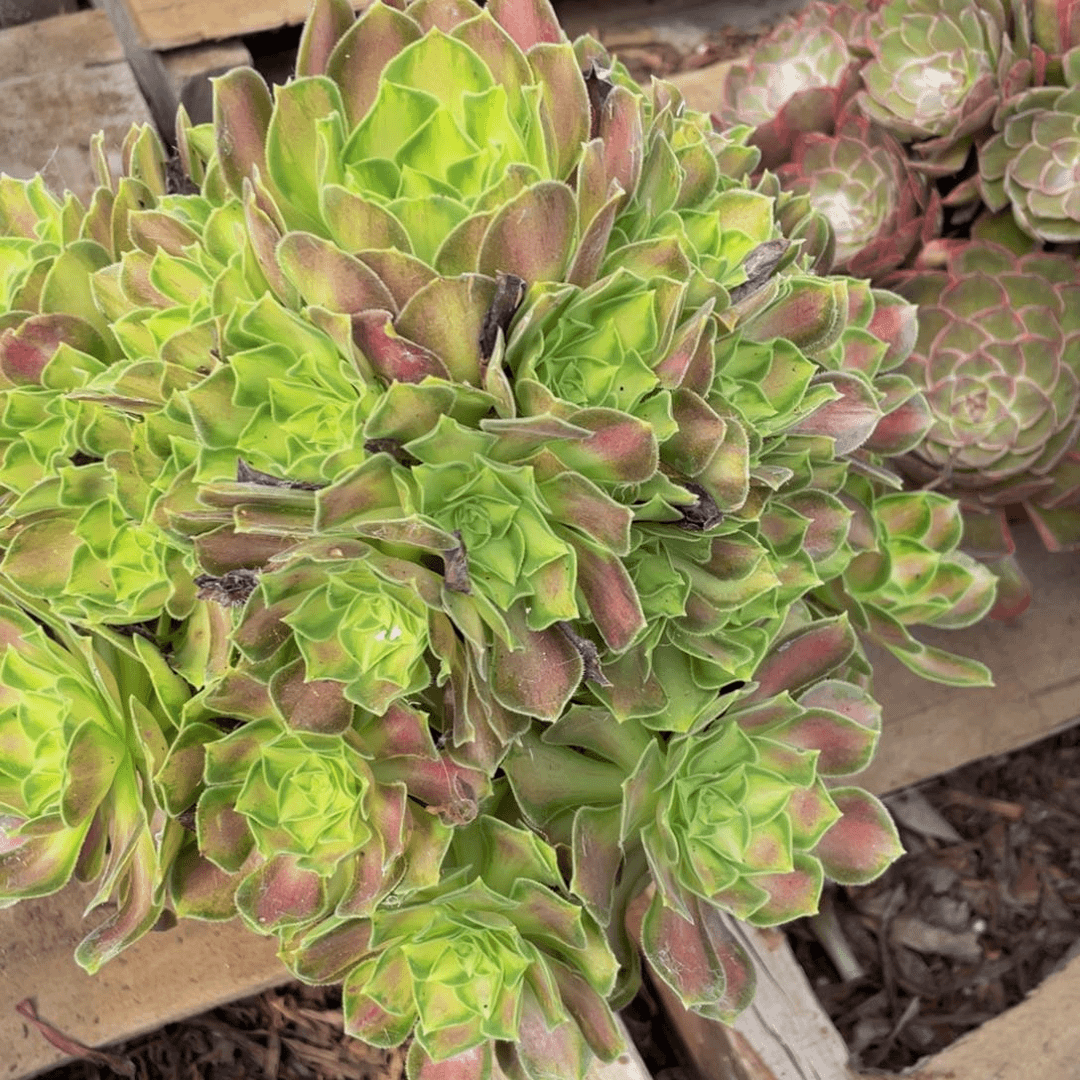 韶华374 鲜花绿植法师
