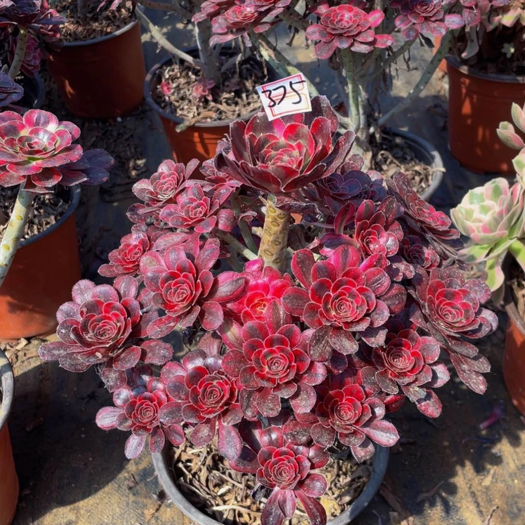 375鲜花老桩香奈儿