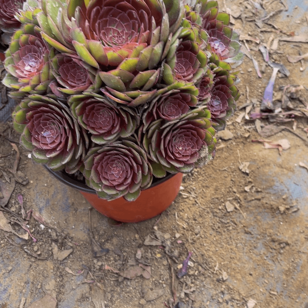 红魔377 鲜花绿植法师
