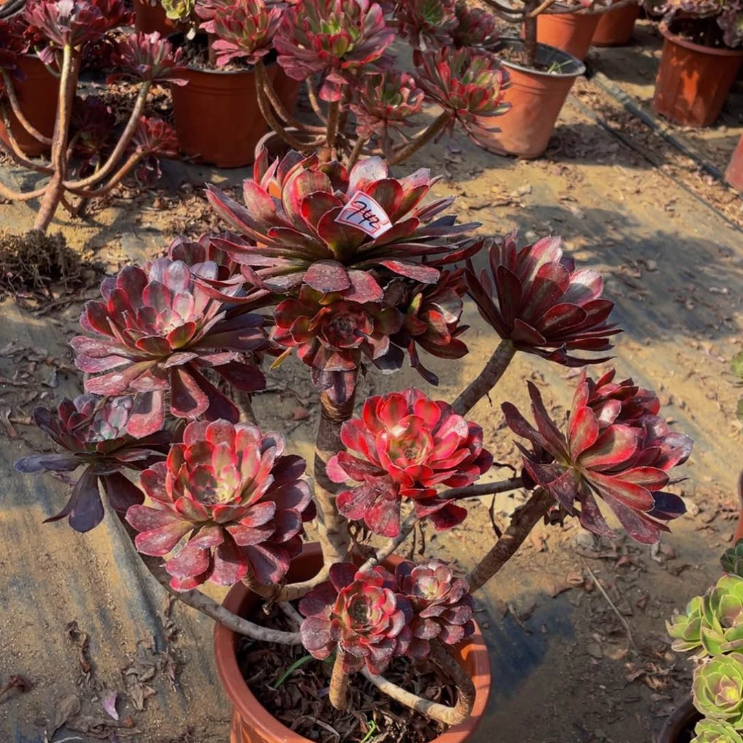 7742鲜花老桩妖桩有疤