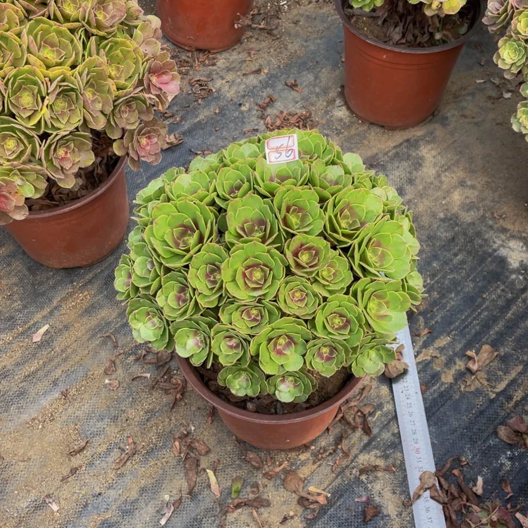 56鲜花老桩万圣节