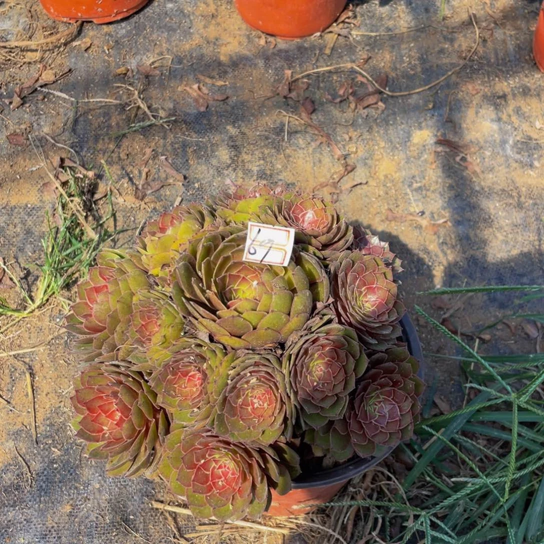 69鲜花老桩红黁鲜花