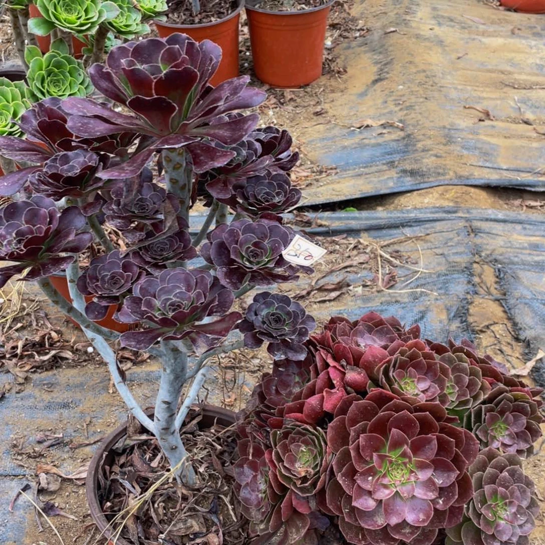 350鲜花老桩一对不包断枝